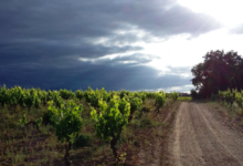 Domaine La Casenove