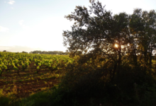 Domaine La Casenove