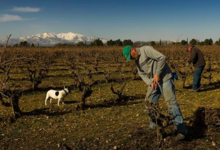 Domaine La Casenove