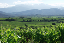 Domaine clos Massotte