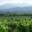 Domaine clos Massotte