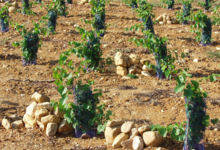 Domaine clos Massotte
