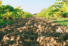 Domaine clos Massotte