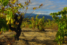 Domaine clos Massotte