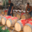 Les vinaigres de la Guinelle