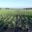 Domaine d'Archimbaud
