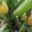 Baies Fruitet, courgettes rondes jaunes