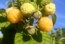 Baies Fruitet, framboises jaunes