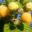 Baies Fruitet, framboises jaunes