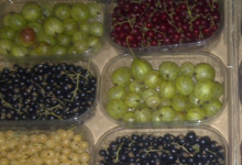 Baies Fruitet, cassis