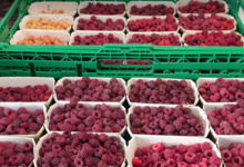 Les petits fruits de Jef, framboises