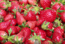 Les petits fruits de Jef, fraises Darselect