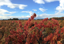 Château Nadal Hainault