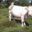 La Ferme D'arsa