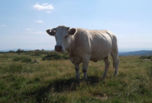 La Ferme D'arsa