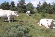La Ferme D'arsa