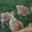 La Ferme D'arsa