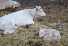 La Ferme D'arsa