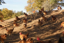 La Ferme D'arsa