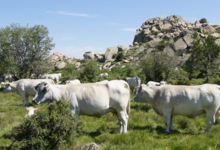 La Ferme D'arsa