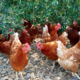 Mas De La Pedre Rodone, poulets