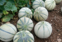 Mas De La Pedre Rodone, melons