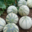 Mas De La Pedre Rodone, melons