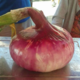Mas De La Pedre Rodone, oignon rose
