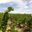 Domaine Lerys