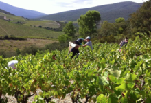 Domaine Lerys