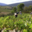 Domaine Lerys