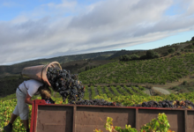 Domaine Lerys