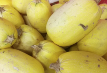 Le domaine des arbres blancs, courges