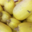 Le domaine des arbres blancs, courges