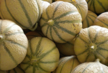 Le domaine des arbres blancs, melons