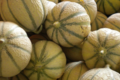Le domaine des arbres blancs, melons