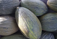 Le domaine des arbres blancs, melon d'eau