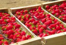 Le domaine des arbres blancs, fraises