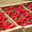 Le domaine des arbres blancs, fraises