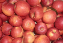 Le domaine des arbres blancs, pommes