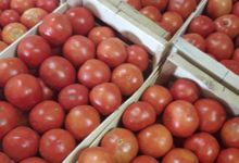 Saveurs des Pampas, tomates