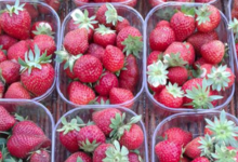 Saveurs des Pampas, fraises