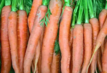 Saveurs des Pampas, carottes