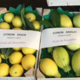 Pépinière Vessières, citron doux