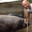 Thibault Gonzales Eleveur/Charcutier