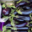 Aubergines