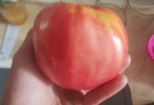 tomate Grégory altai 