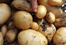 pomme de terre