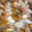 Le Coq Gourmand, paella du jour