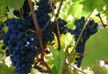 Domaine Le Bouscas